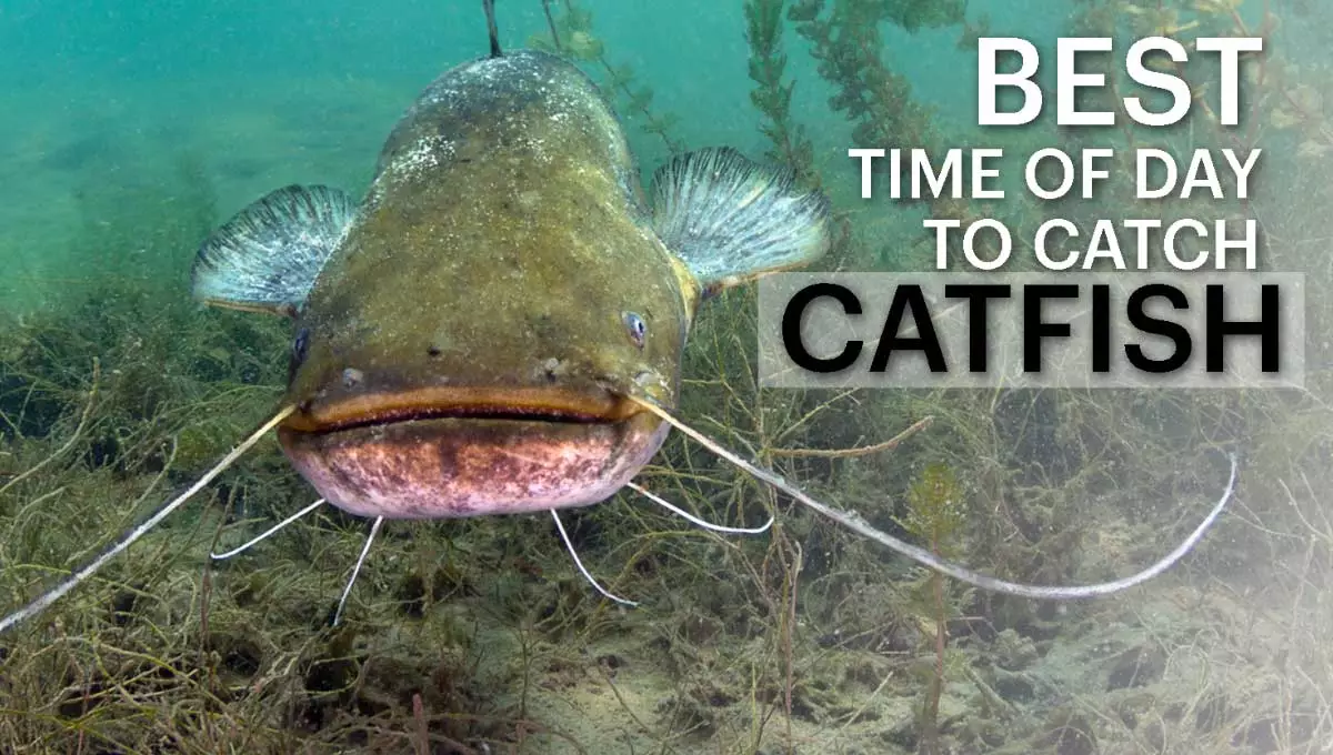 What Is The Best Time of Day to Catch Catfish?