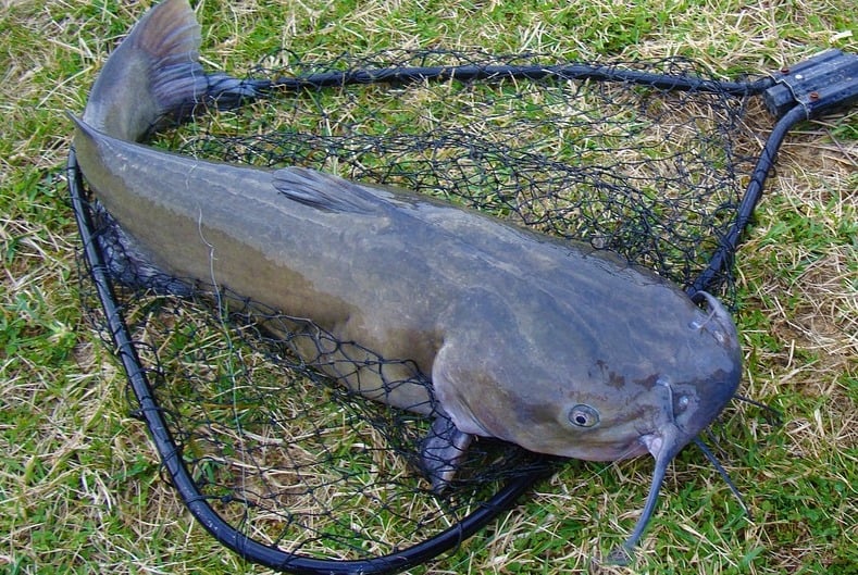 What Is The Best Time to Catch Catfish?