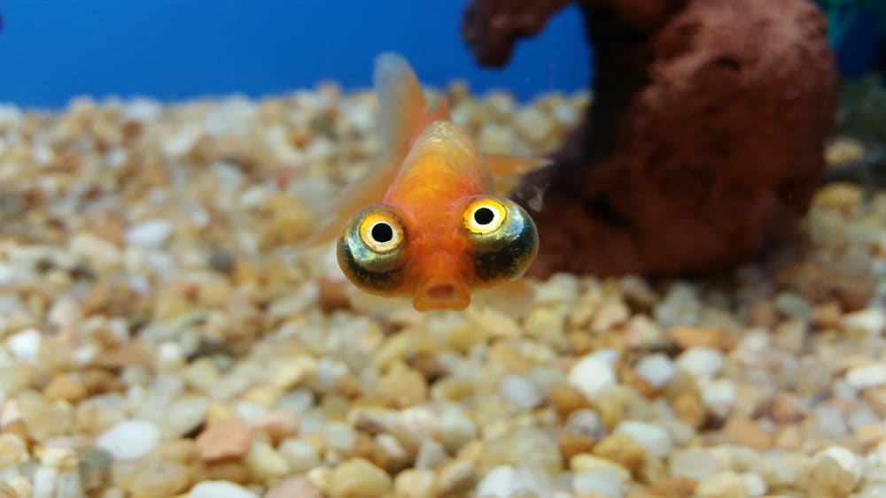 What Do Fish See?