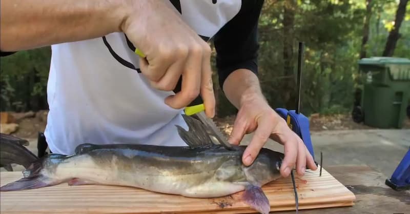 How To Clean A Catfish – Step By Step Guide