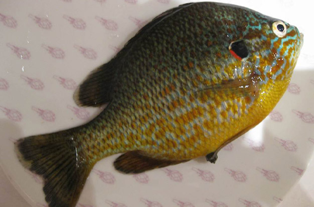 How To Catch Bluegill? (A Guide For Beginners)