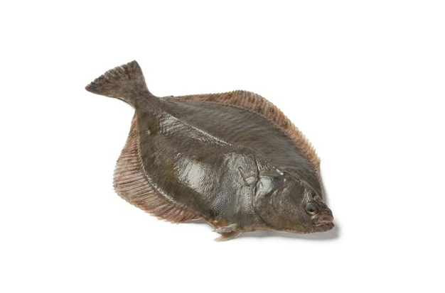 How To Catch A Flounder? A Guide For Beginners