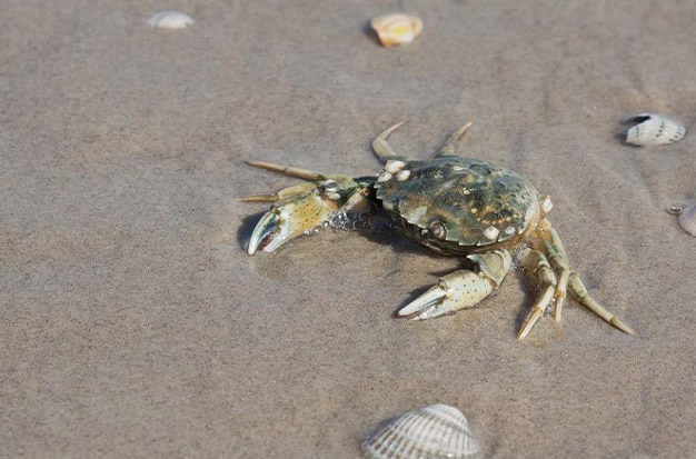 How To Catch Crabs: A Guide For Beginners