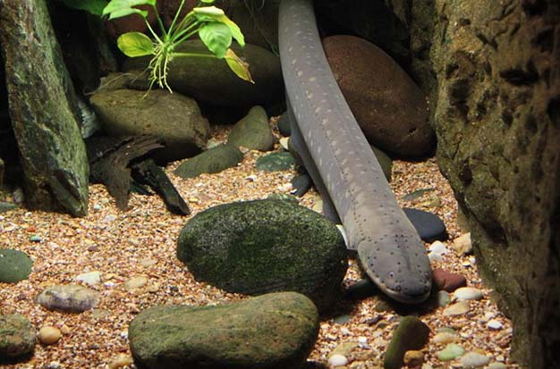 Freshwater Eels: What Are They? How To Catch Them?