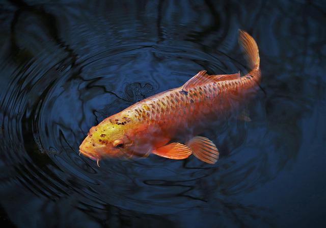 What Do Carps Eat? Foods In Their Diet & How To Feed Carps?