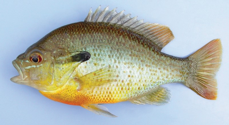  Sunfish