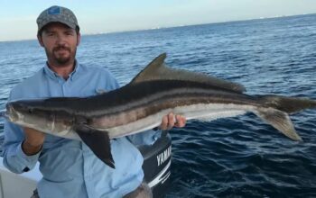 What Does Cobia Taste Like Basic Guideline