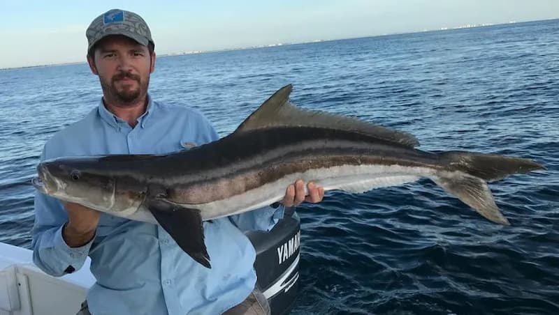 What Does Cobia Taste Like? Basic Guideline
