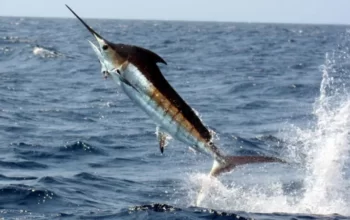 Can You Eat a Marlin? Is It Safe? How Does It Taste