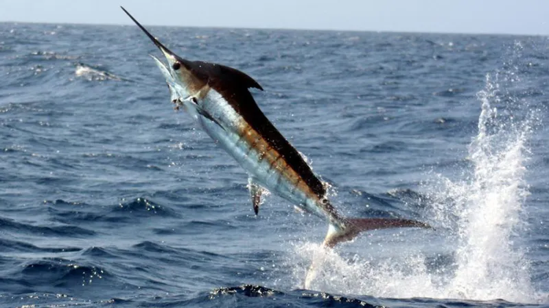 Can You Eat a Marlin? Is It Safe? How Does It Taste