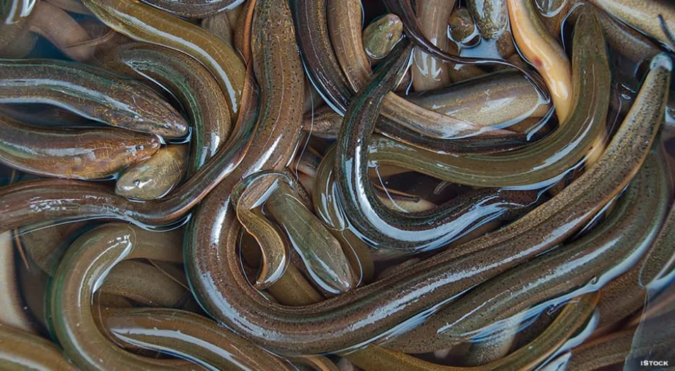 Are Eels Fish? All You Want to Know